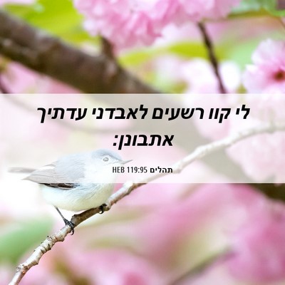 Picture 06 - תהלים 119:95 HEB - לי קוו רשעים לאבדני עדתיך - Bible Verse Picture