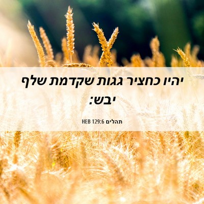 Picture 06 - תהלים 129:6 HEB - יהיו כחציר גגות שקדמת שלף - Bible Verse Picture