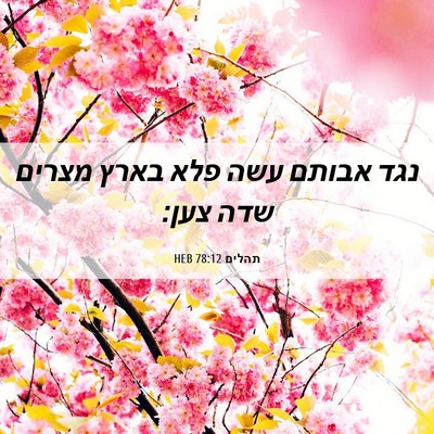 Picture 06 - תהלים 78:12 HEB - נגד אבותם עשה פלא בארץ - Bible Verse Picture