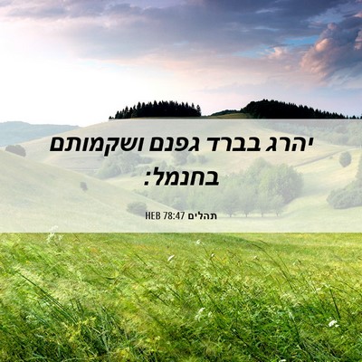 Picture 06 - תהלים 78:47 HEB - יהרג בברד גפנם ושקמותם - Bible Verse Picture