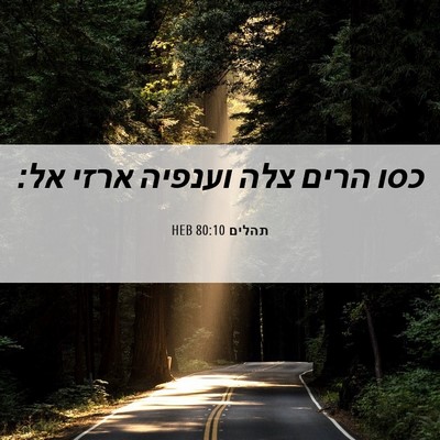 Picture 06 - תהלים 80:10 HEB - כסו הרים צלה וענפיה ארזי - Bible Verse Picture