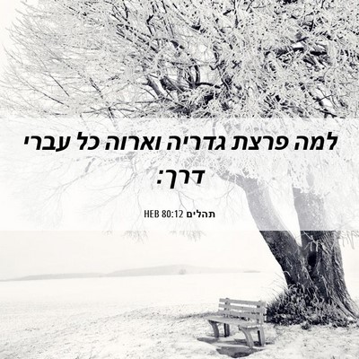 Picture 06 - תהלים 80:12 HEB - למה פרצת גדריה וארוה כל - Bible Verse Picture
