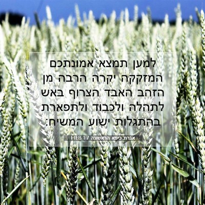 Picture 07 - אגרת כיפא הראשונה 1:7 HEB - למען תמצא אמונתכם המזקקה - Bible Verse Picture