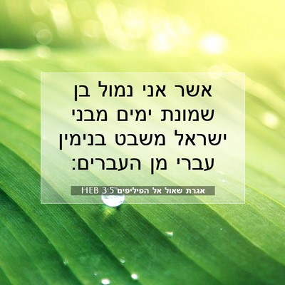 Picture 07 - אגרת שאול אל הפיליפים 3:5 HEB - אשר אני נמול בן שמונת ימים - Bible Verse Picture