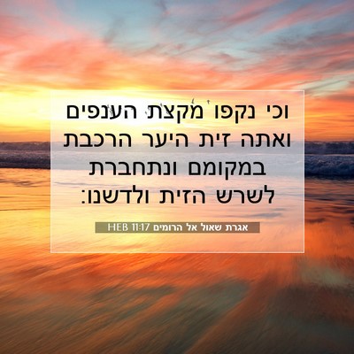 Picture 07 - אגרת שאול אל הרומים 11:17 HEB - וכי נקפו מקצת הענפים ואתה - Bible Verse Picture