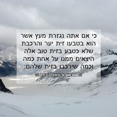 Picture 07 - אגרת שאול אל הרומים 11:24 HEB - כי אם אתה נגזרת מעץ אשר הוא - Bible Verse Picture