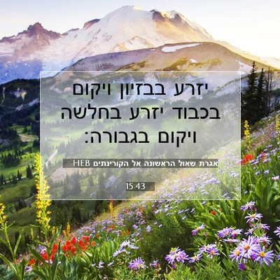 Picture 07 - אגרת שאול הראשונה אל הקורינתים 15:43 HEB - יזרע בבזיון ויקום בכבוד - Bible Verse Picture