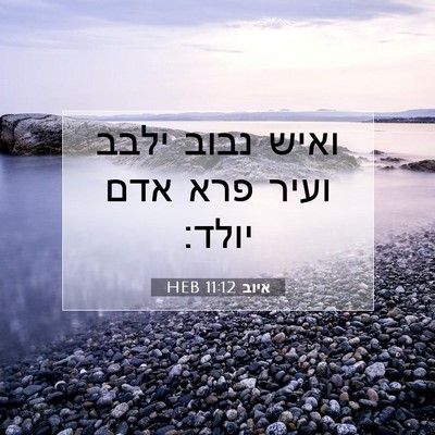 Picture 07 - איוב 11:12 HEB - ואיש נבוב ילבב ועיר פרא אדם - Bible Verse Picture