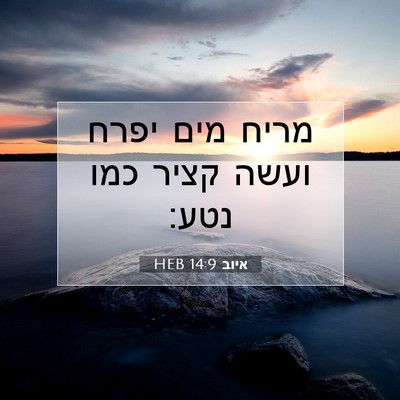 Picture 07 - איוב 14:9 HEB - מריח מים יפרח ועשה קציר כמו - Bible Verse Picture
