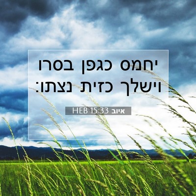 Picture 07 - איוב 15:33 HEB - יחמס כגפן בסרו וישלך כזית - Bible Verse Picture