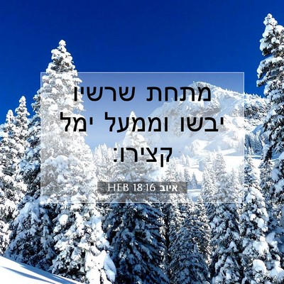 Picture 07 - איוב 18:16 HEB - מתחת שרשיו יבשו וממעל ימל - Bible Verse Picture