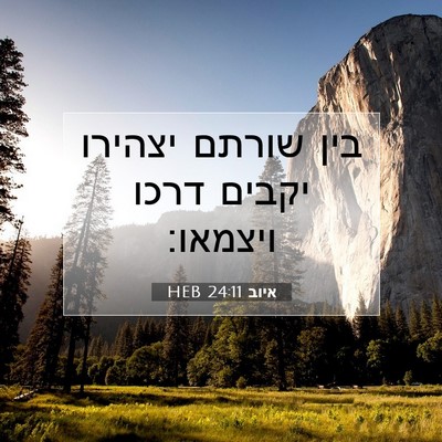 Picture 07 - איוב 24:11 HEB - בין שורתם יצהירו יקבים - Bible Verse Picture