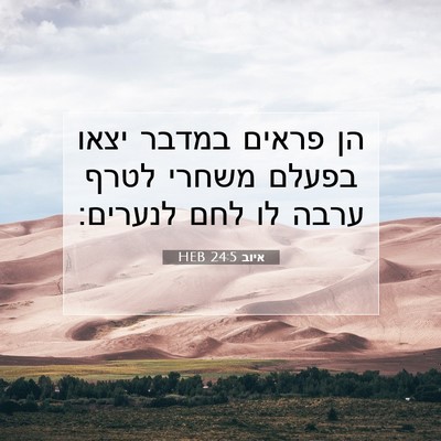 Picture 07 - איוב 24:5 HEB - הן פראים במדבר יצאו בפעלם - Bible Verse Picture