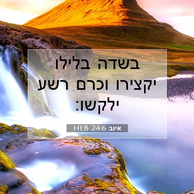 Picture 07 - איוב 24:6 HEB - בשדה בלילו יקצירו וכרם רשע - Bible Verse Picture