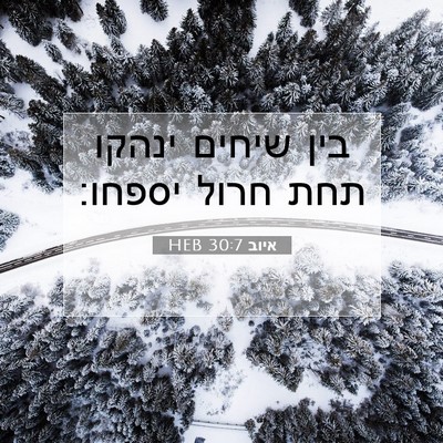 Picture 07 - איוב 30:7 HEB - בין שיחים ינהקו תחת חרול - Bible Verse Picture