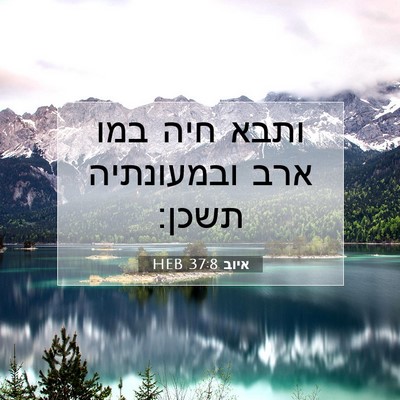 Picture 07 - איוב 37:8 HEB - ותבא חיה במו ארב ובמעונתיה - Bible Verse Picture
