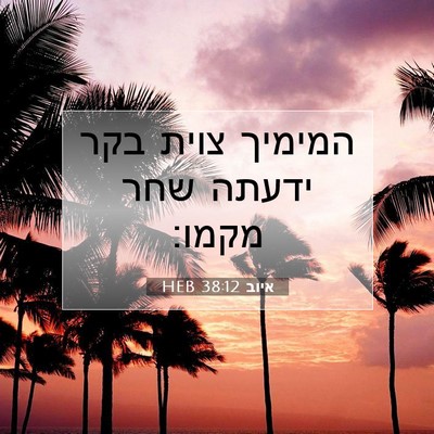 Picture 07 - איוב 38:12 HEB - המימיך צוית בקר ידעתה שחר - Bible Verse Picture