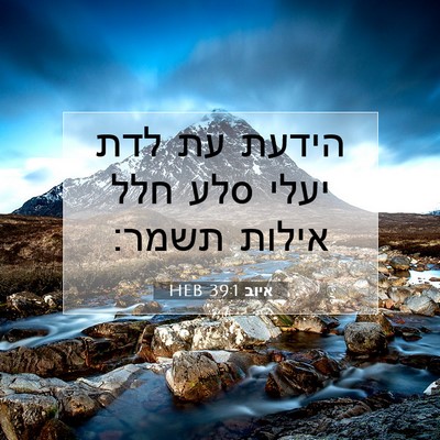 Picture 07 - איוב 39:1 HEB - הידעת עת לדת יעלי סלע חלל - Bible Verse Picture