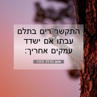 Picture 07 - איוב 39:10 HEB - התקשר רים בתלם עבתו אם ישדד - Bible Verse Picture