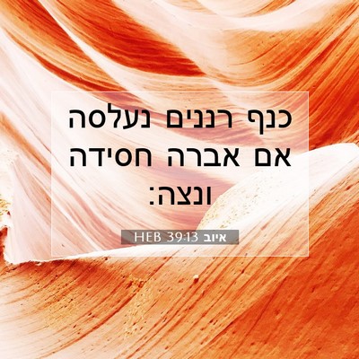 Picture 07 - איוב 39:13 HEB - כנף רננים נעלסה אם אברה - Bible Verse Picture