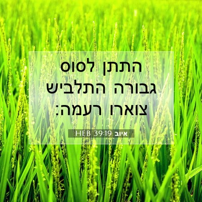 Picture 07 - איוב 39:19 HEB - התתן לסוס גבורה התלביש - Bible Verse Picture