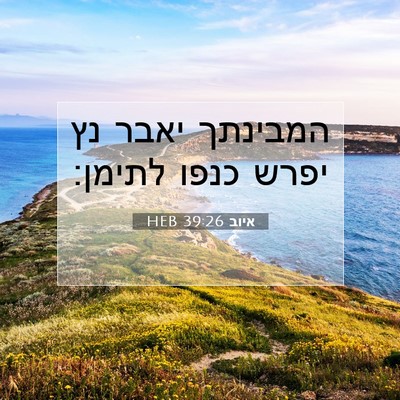 Picture 07 - איוב 39:26 HEB - המבינתך יאבר נץ יפרש כנפו - Bible Verse Picture