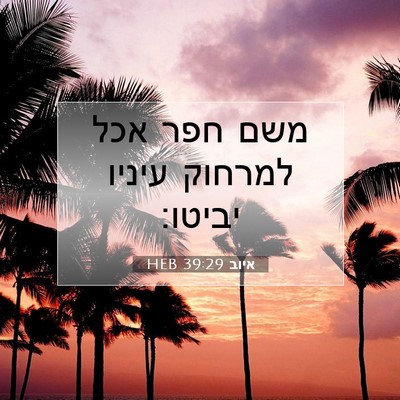 Picture 07 - איוב 39:29 HEB - משם חפר אכל למרחוק עיניו - Bible Verse Picture