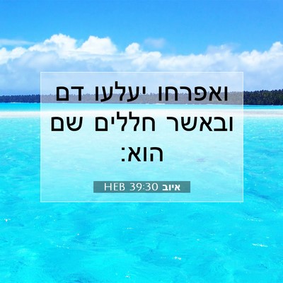 Picture 07 - איוב 39:30 HEB - ואפרחו יעלעו דם ובאשר - Bible Verse Picture