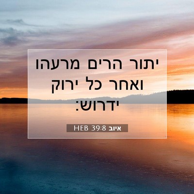 Picture 07 - איוב 39:8 HEB - יתור הרים מרעהו ואחר כל - Bible Verse Picture