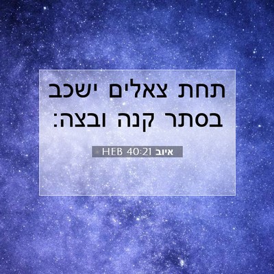 Picture 07 - איוב 40:21 HEB - תחת צאלים ישכב בסתר קנה - Bible Verse Picture