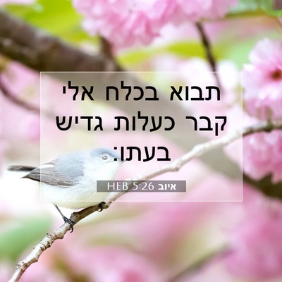 Picture 07 - איוב 5:26 HEB - תבוא בכלח אלי קבר כעלות - Bible Verse Picture