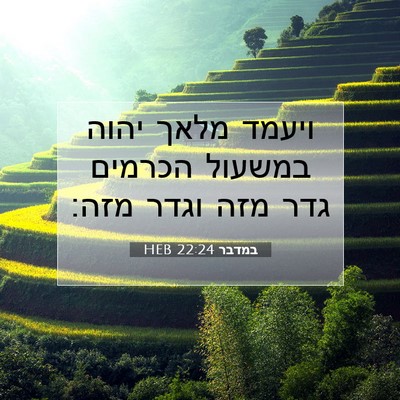 Picture 07 - במדבר 22:24 HEB - ויעמד מלאך יהוה במשעול - Bible Verse Picture