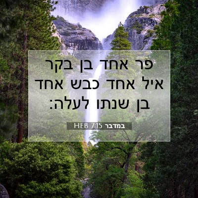 Picture 07 - במדבר 7:15 HEB - פר אחד בן בקר איל אחד כבש - Bible Verse Picture