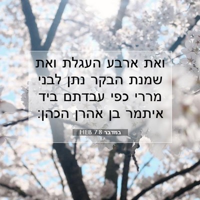 Picture 07 - במדבר 7:8 HEB - ואת ארבע העגלת ואת שמנת - Bible Verse Picture