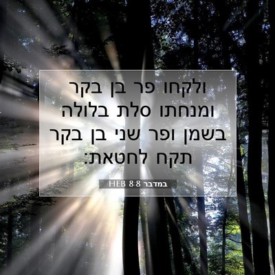 Picture 07 - במדבר 8:8 HEB - ולקחו פר בן בקר ומנחתו סלת - Bible Verse Picture