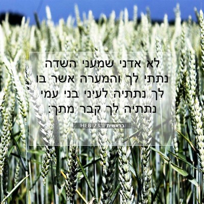 Picture 07 - בראשית 23:11 HEB - לא אדני שמעני השדה נתתי לך - Bible Verse Picture