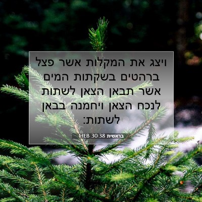 Picture 07 - בראשית 30:38 HEB - ויצג את המקלות אשר פצל - Bible Verse Picture