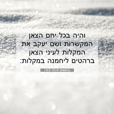 Picture 07 - בראשית 30:41 HEB - והיה בכל יחם הצאן המקשרות - Bible Verse Picture