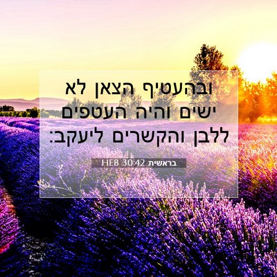 Picture 07 - בראשית 30:42 HEB - ובהעטיף הצאן לא ישים והיה - Bible Verse Picture