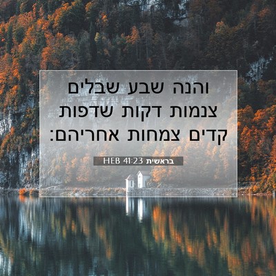 Picture 07 - בראשית 41:23 HEB - והנה שבע שבלים צנמות דקות - Bible Verse Picture