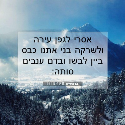 Picture 07 - בראשית 49:11 HEB - אסרי לגפן עירה ולשרקה בני - Bible Verse Picture