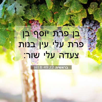 Picture 07 - בראשית 49:22 HEB - בן פרת יוסף בן פרת עלי עין - Bible Verse Picture