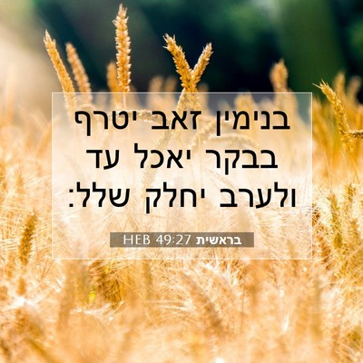 Picture 07 - בראשית 49:27 HEB - בנימין זאב יטרף בבקר יאכל - Bible Verse Picture