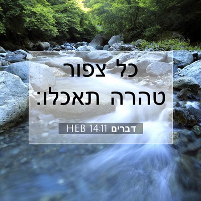 Picture 07 - דברים 14:11 HEB - כל צפור טהרה - Bible Verse Picture