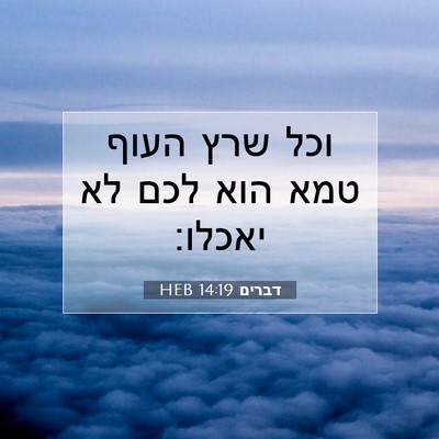 Picture 07 - דברים 14:19 HEB - וכל שרץ העוף טמא הוא לכם לא - Bible Verse Picture
