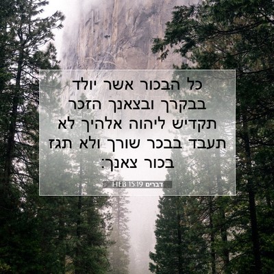 Picture 07 - דברים 15:19 HEB - כל הבכור אשר יולד בבקרך - Bible Verse Picture