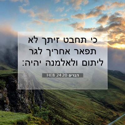 Picture 07 - דברים 24:20 HEB - כי תחבט זיתך לא תפאר אחריך - Bible Verse Picture