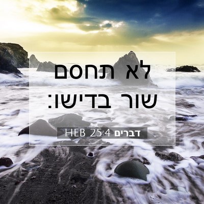 Picture 07 - דברים 25:4 HEB - לא תחסם שור - Bible Verse Picture