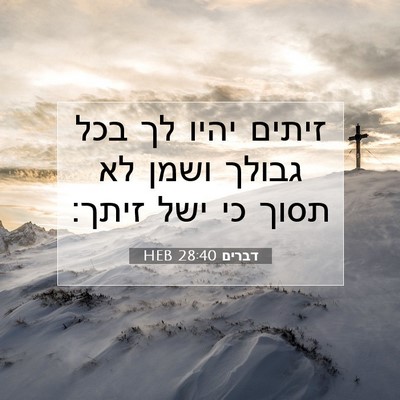 Picture 07 - דברים 28:40 HEB - זיתים יהיו לך בכל גבולך - Bible Verse Picture