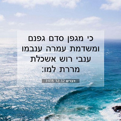 Picture 07 - דברים 32:32 HEB - כי מגפן סדם גפנם ומשדמת - Bible Verse Picture